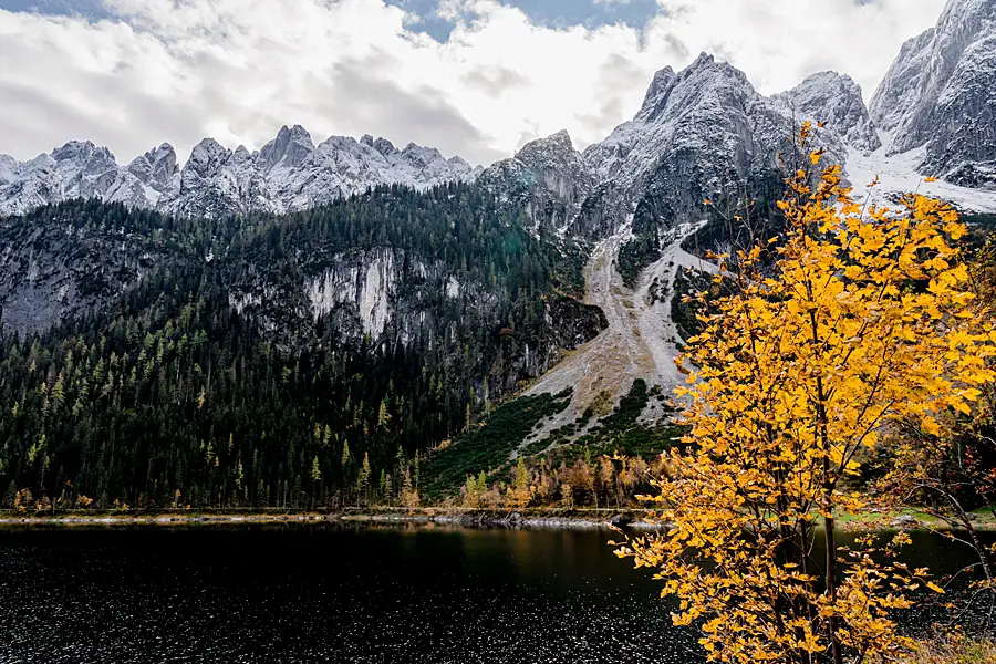 Gelber Baum am vorderen Gosausee