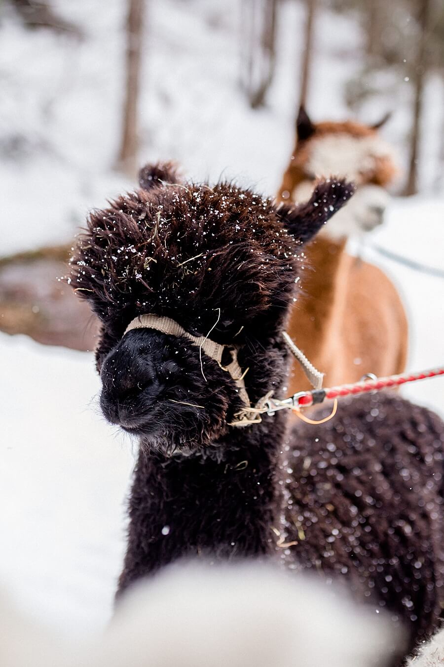 Wandern mit Alpakas - Schnee im Fell