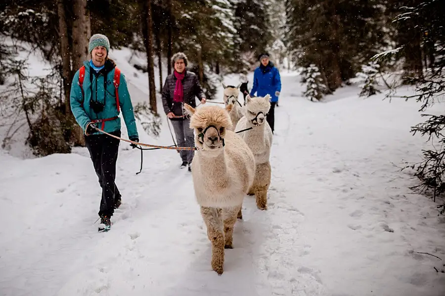 Alpaka Wandern Seefeld Wok