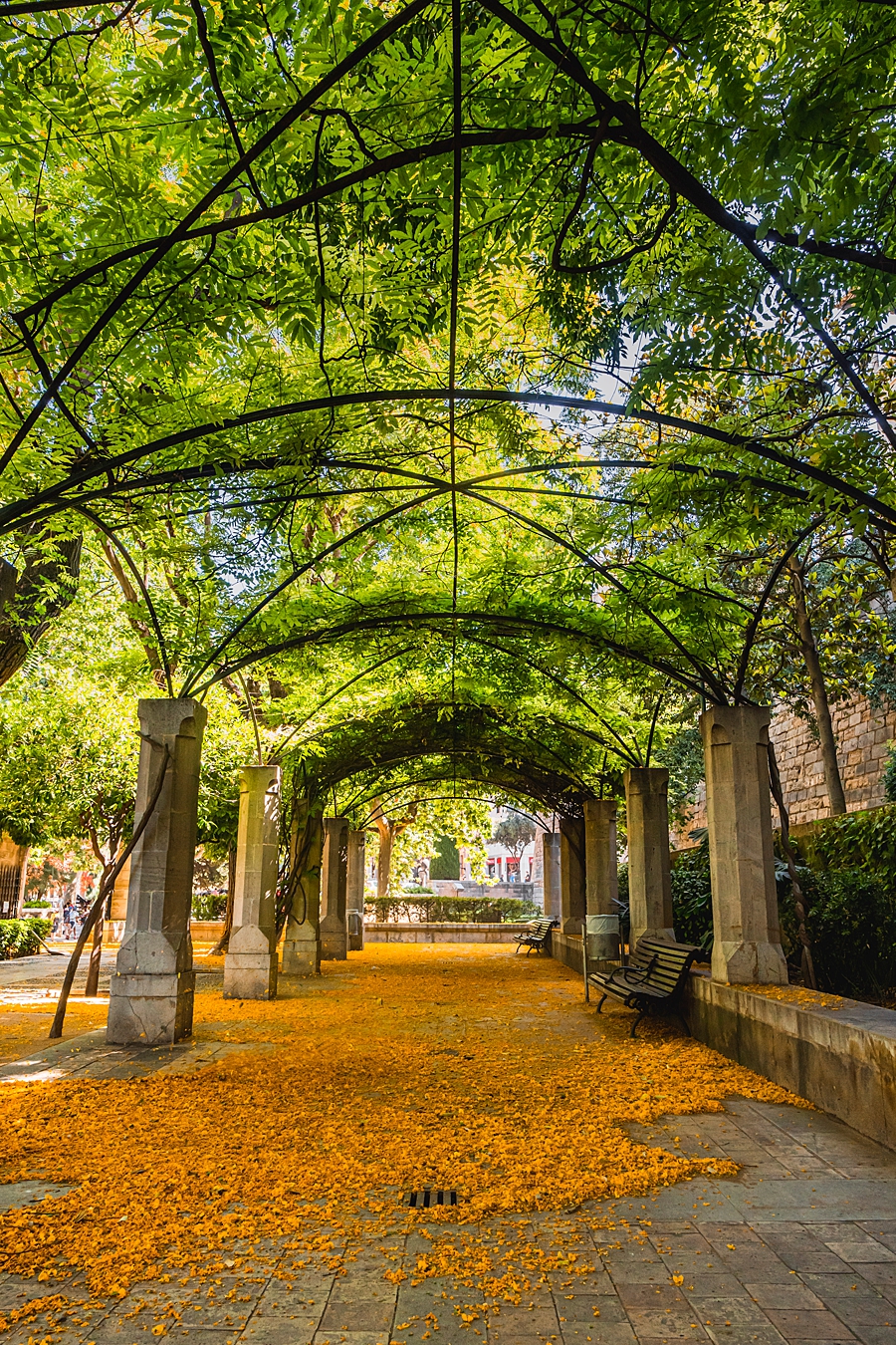 Garden of the cathedral de Palma de Mallorca Garden of the cathedral de Palma de Mallorca
