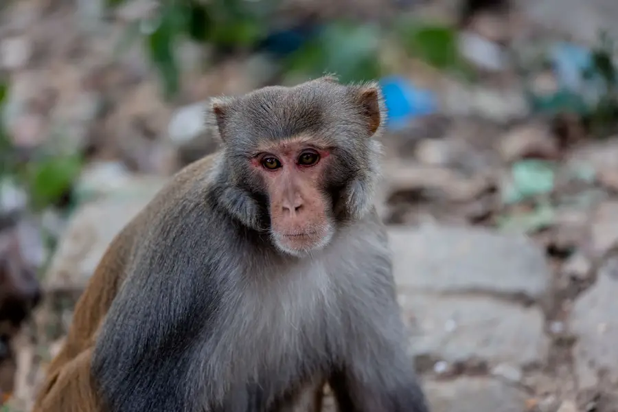 Kathmandu Sehenswürdigkeiten - Affe