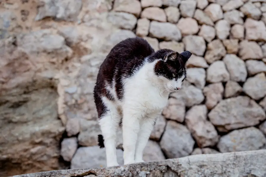 Mallorca Roadtrip - Deia Katze