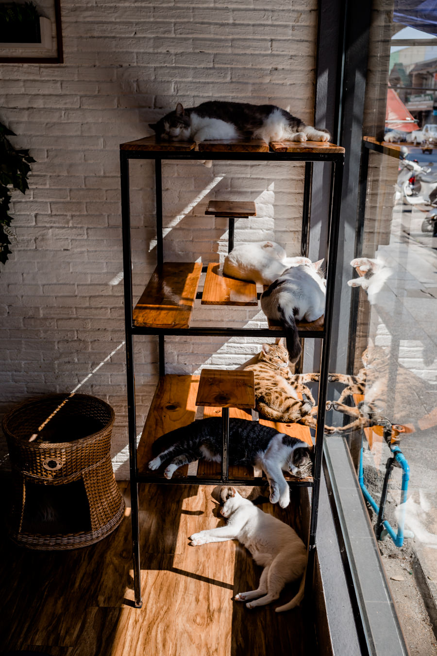 Chiang Rai Thailand - Katzencafè