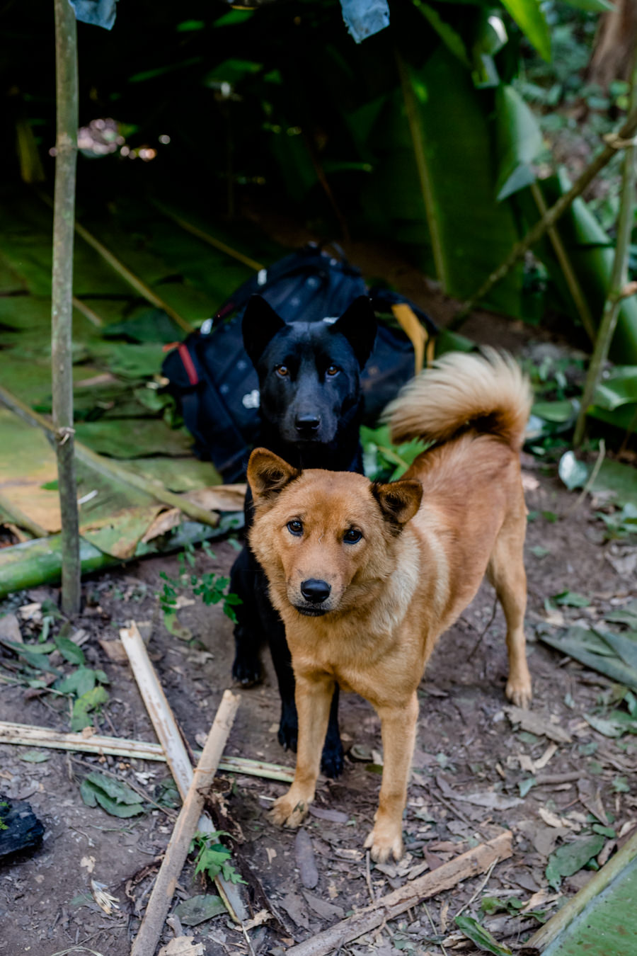 Dschungel Thailand Hunde