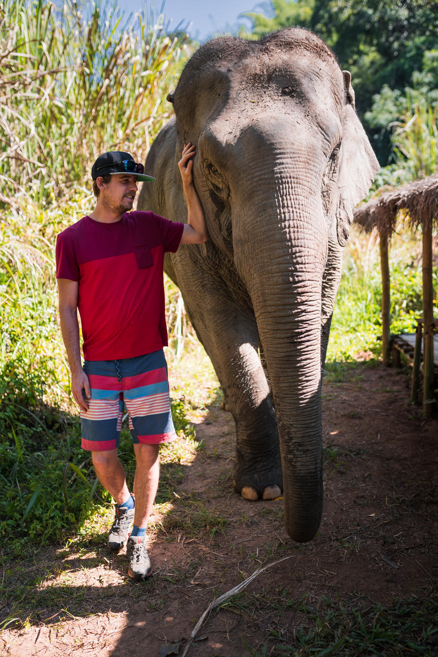 Elefanten Thailand HF 19