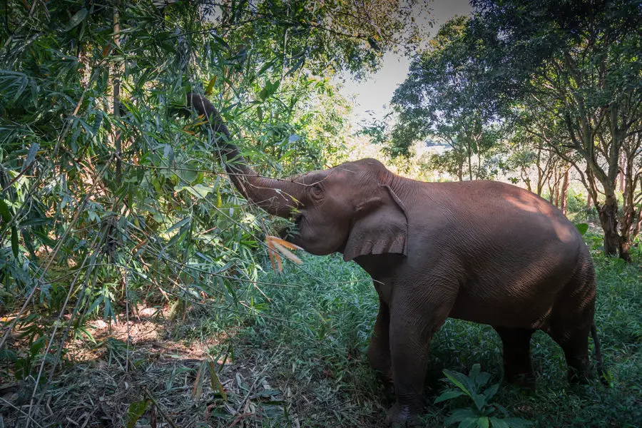 Elefanten Thailand QF 20
