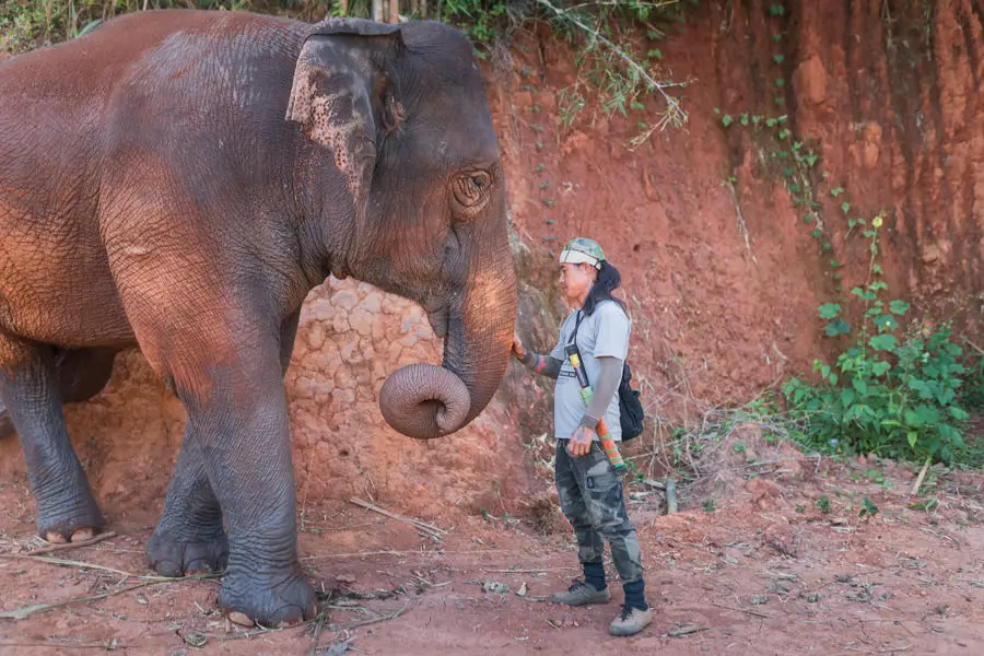 Elefanten Thailand QF 77