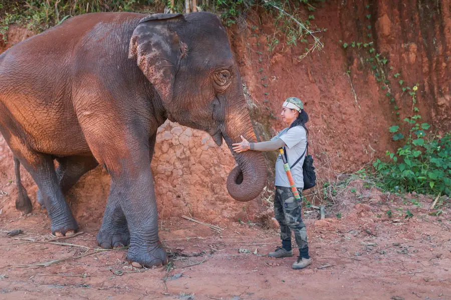 Elefanten Thailand QF 78