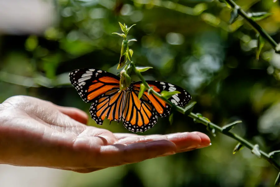 Koh Phi Phi Thailand - Schmetterling