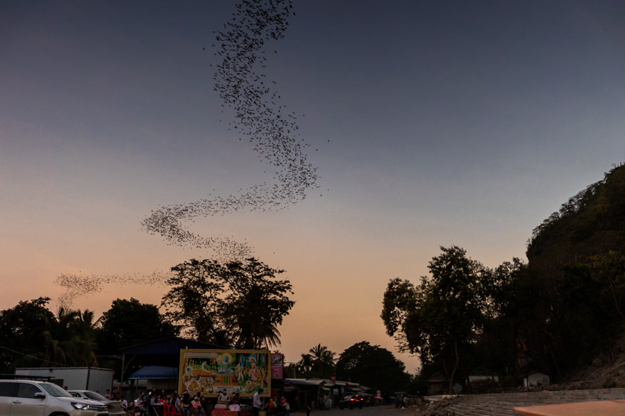Battambang - Fledermäuse