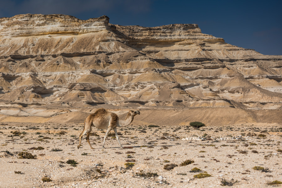Kamel im Oman