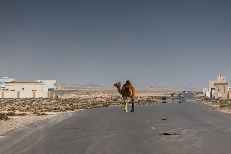 kamel auf der Straße