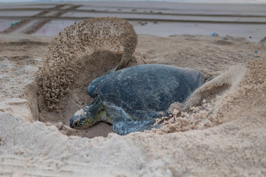 Oman Reise - Schildkrötenbeobachtung in Ras al Hadd