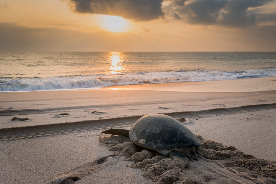 Oman Reise - Schildkröte