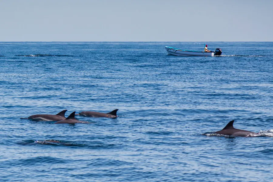 Maskat Sehenswürdigkeiten - Dolphin Watching