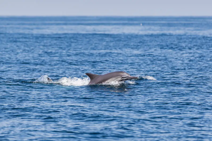 Maskat Sehenswürdigkeiten - Dolphin Watching