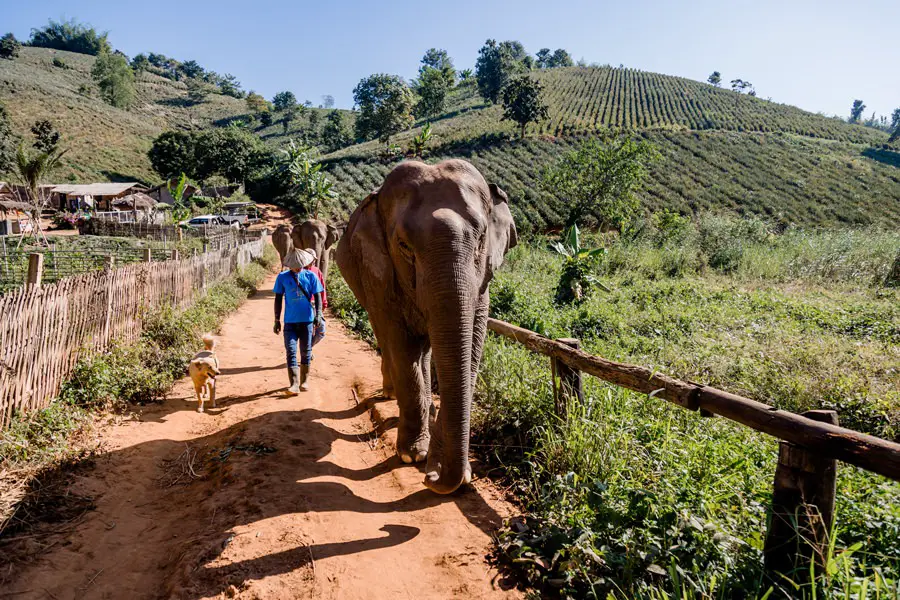 elefanten thailand chiang rai adventure moments 0062