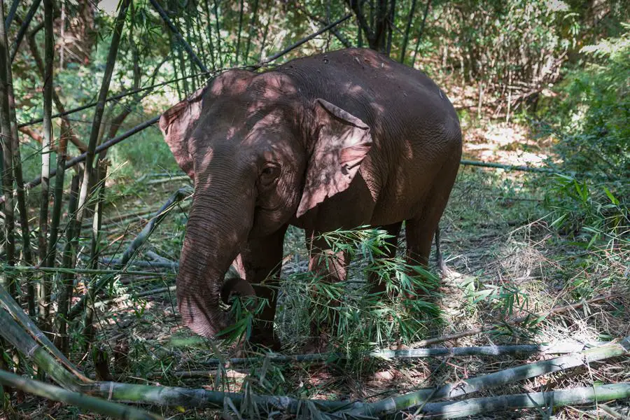 elefanten thailand chiang rai adventure moments 0063