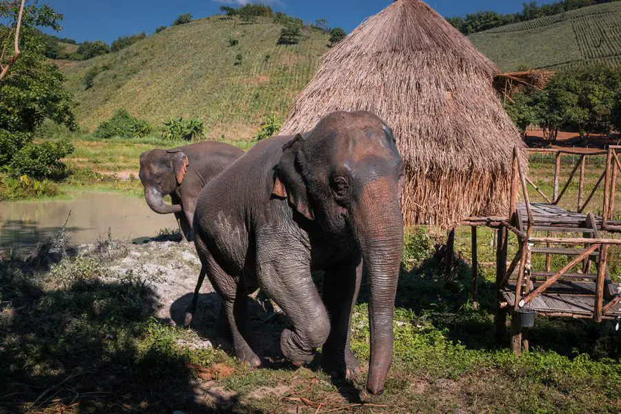 elefanten thailand chiang rai adventure moments 0073