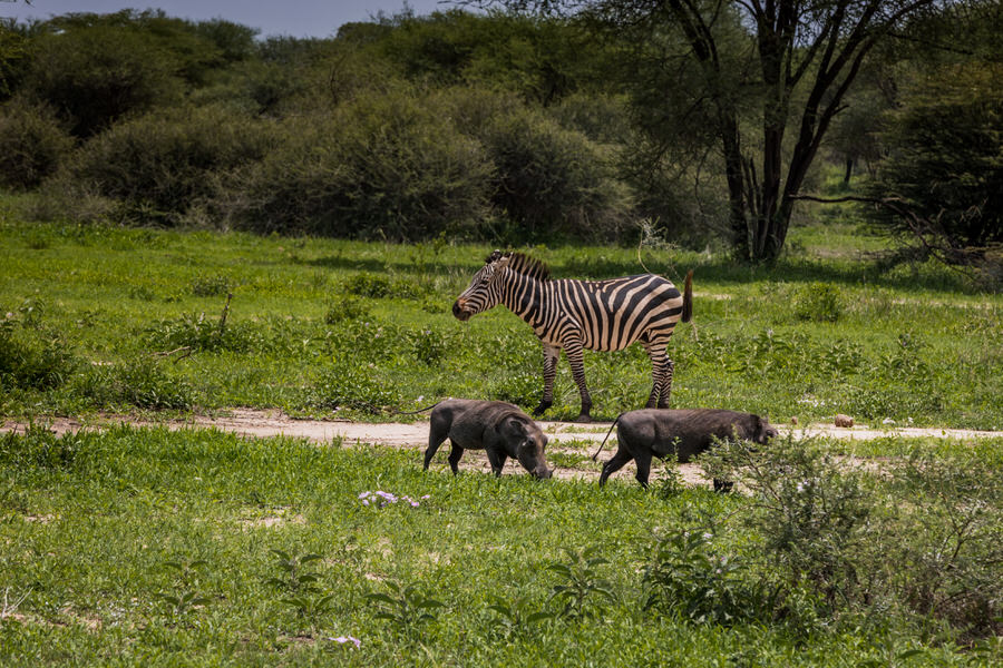 Tansania Safari - tarangire