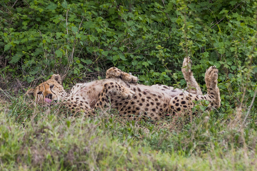 Tansania Safari - Gepard chillt