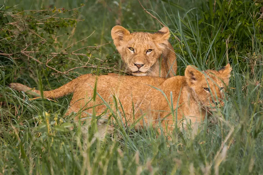 Tansania Safari