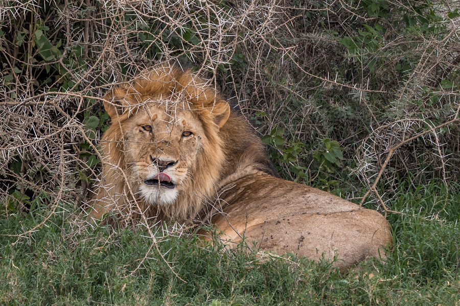 Tansania Safari - Löwe Müde