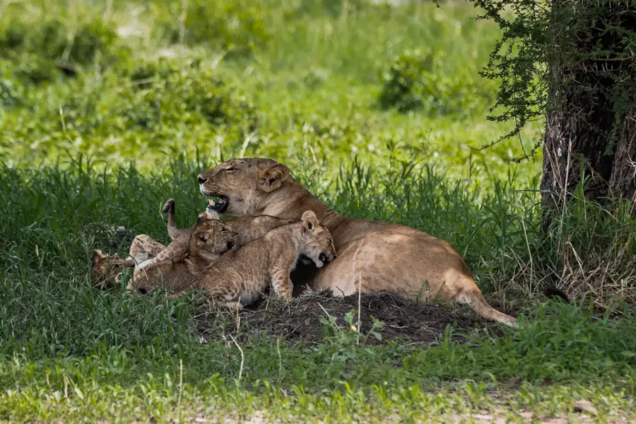 Tansania safari 3