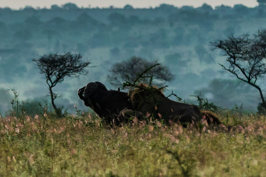 Tansania safari 6