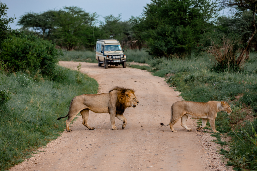 Tansania safari 8