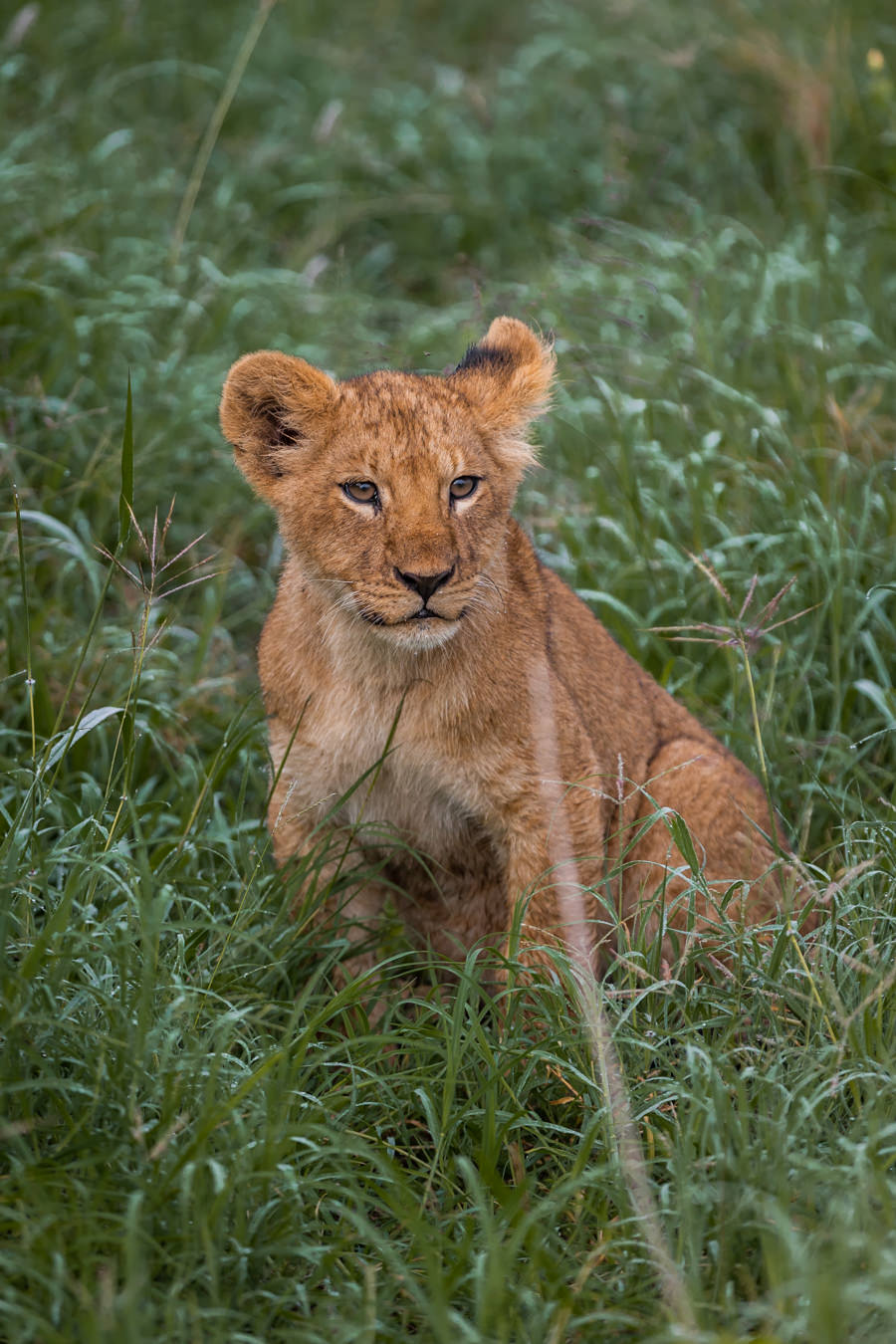 Tansania safari 9