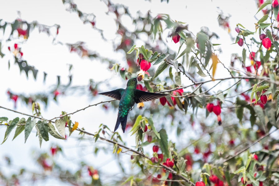 Banos Ecuador - Kolibri