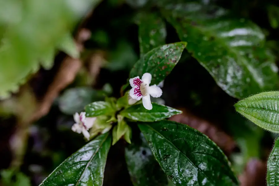 Guayusa Runa