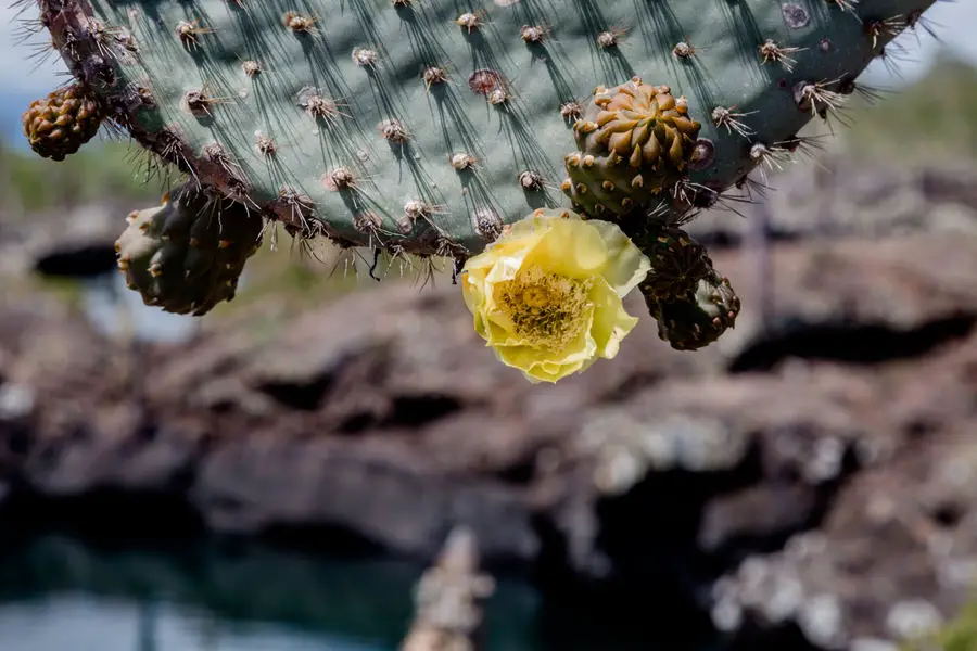 Galapagos Inseln Reise - Isabela - Tuneles