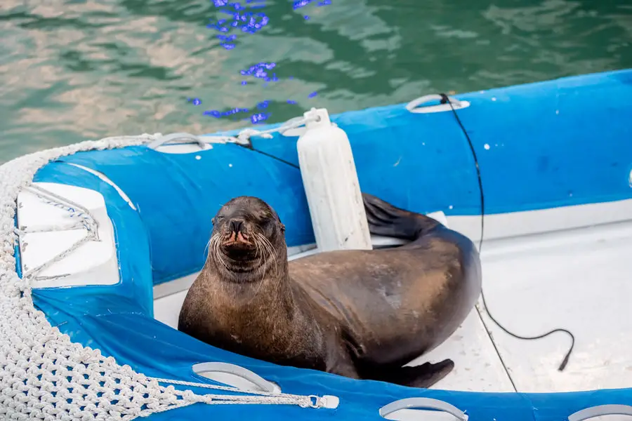 Galapagos Inseln Sehenswürdigkeiten: Santa Cruz 