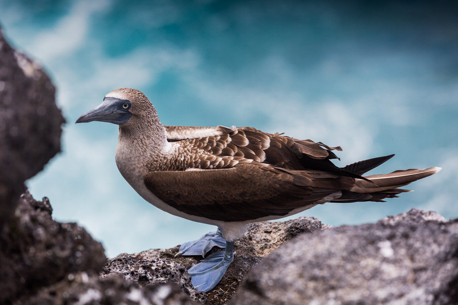 Galapagos Inseln Sehenswürdigkeiten: Der Blue Footed Boobie