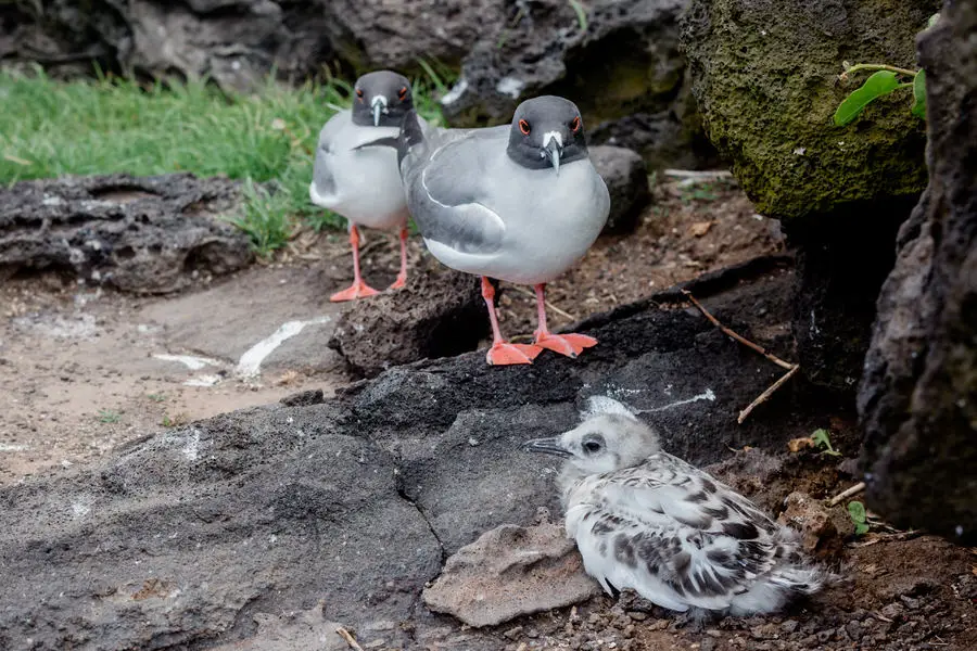 Galapagos Inseln Reise - Cristobal