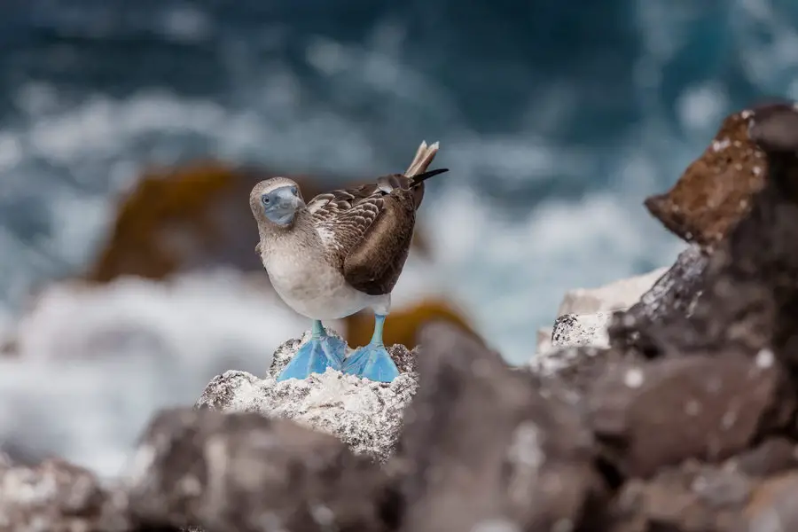 Galapagos Inseln Reise - Cristobal