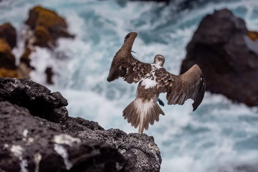 Galapagos Inseln Reise - Cristobal