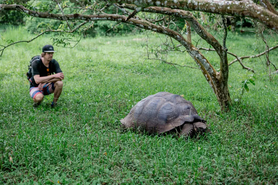 Galapagos Inseln Sehenswürdigkeiten:  Santa Cruz Riesenschildkröte