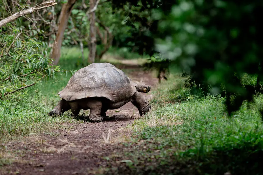 Galapagos Inseln Sehenswürdigkeiten: Santa Cruz Riesenschildkröte