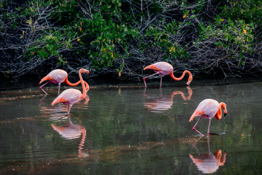 Galapagos Inseln Sehenswürdigkeiten: Flamingos auf Isabela