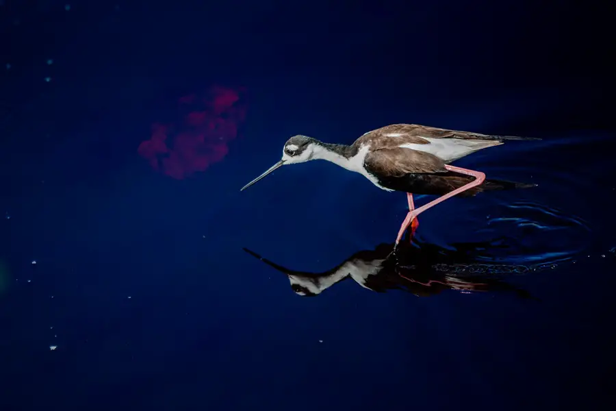 Galapagos Inseln Sehenswürdigkeiten: Isabela