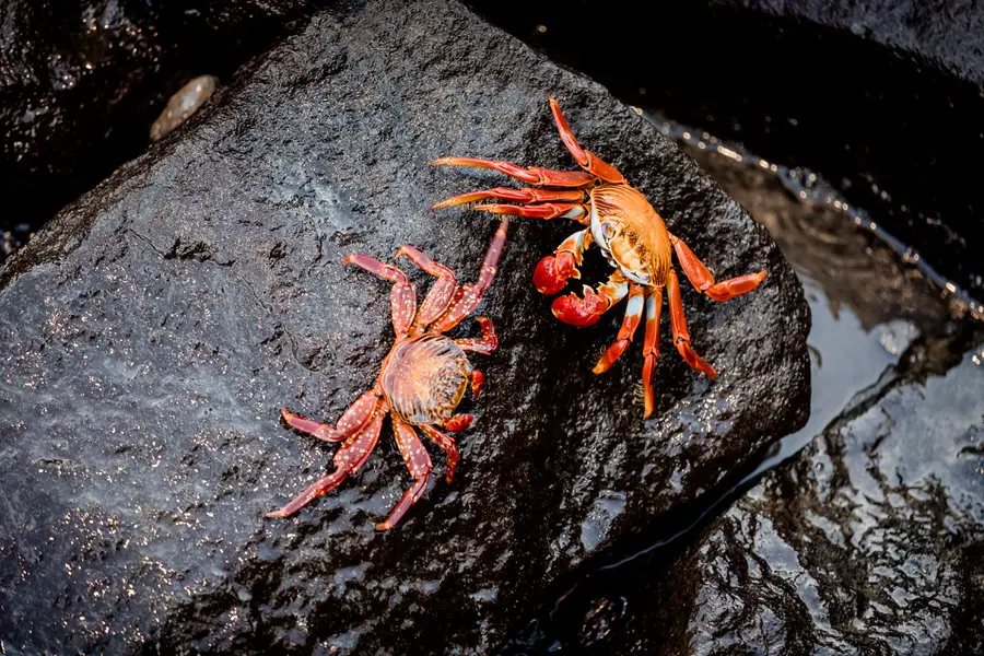 Galapagos Inseln Reise - Santa Cruz 