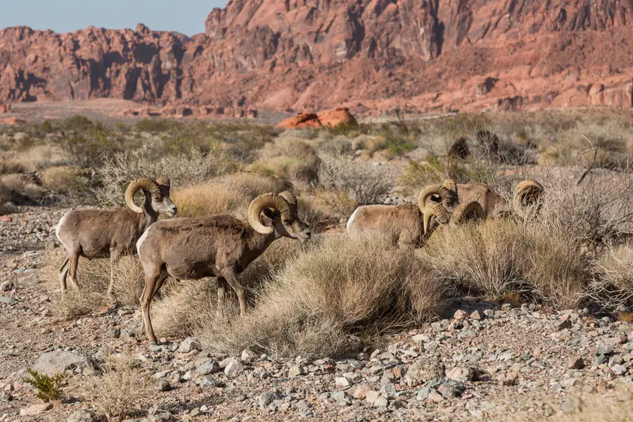 Valley of Fire State Park - Big Horn Sheep