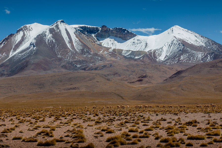 Fauna Andina - Berge mit Schnee