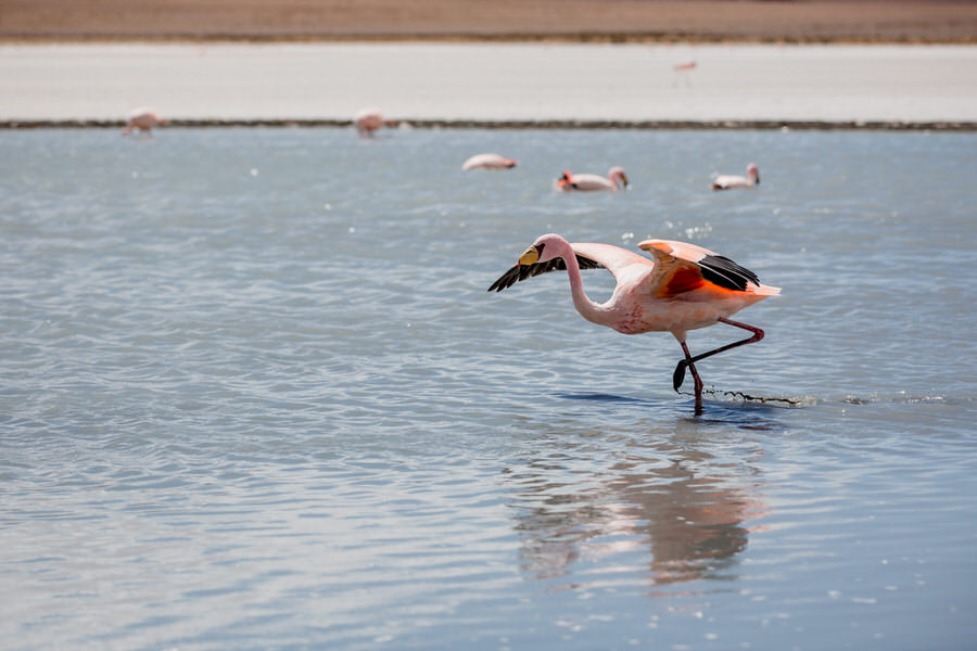 Flamingo startet