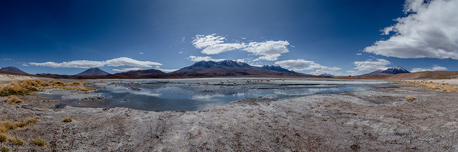 Lagune mit Flamingos Panorama