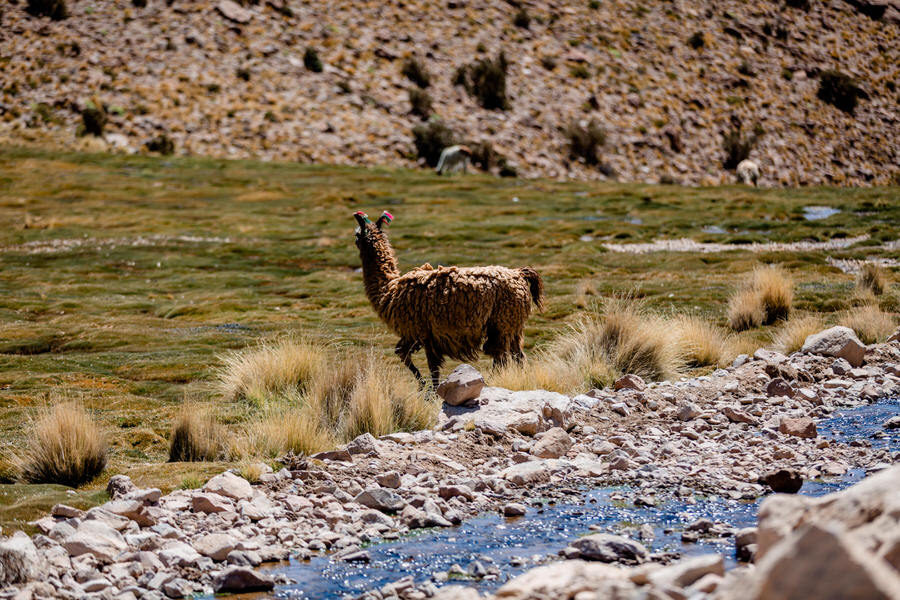Lama Fauna Andina - Salar de Uyuni Tour