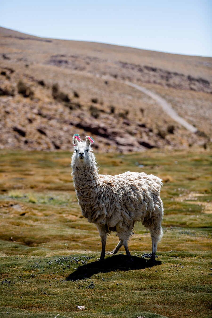 Weißes Lama